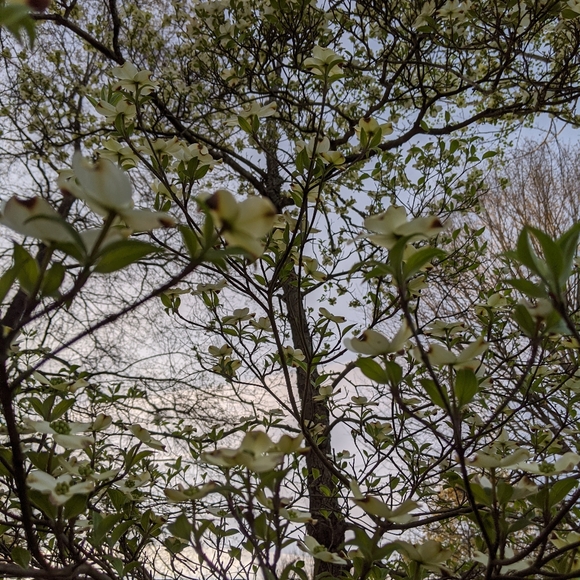 Meet your Posher, Rebecca - Picture 4 of 4